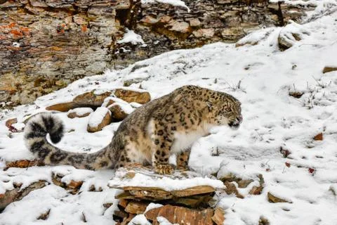 Snarling Snow Leopard perched on a Ledge in the Snow Stock Photos