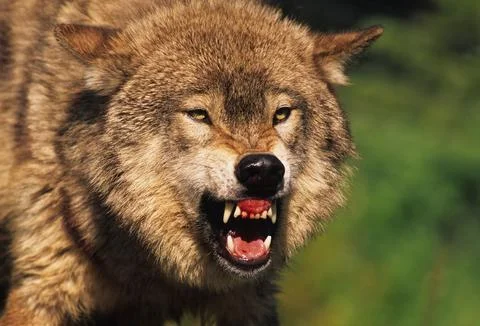 Snarling Wolf Stock Photos