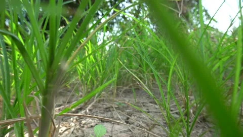 Sneak trough green grass Stock Footage 150046980