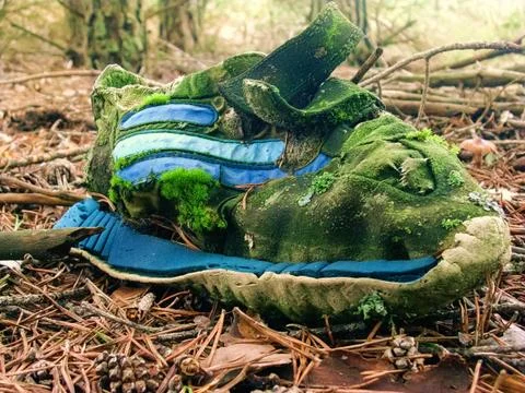 Sneakers on pine forest 스톡 사진