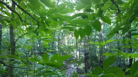 Sneaking around the Forest 库存照片