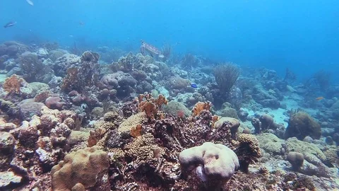 Sneaking up on a Hawksbill turtle Video stock 101626395