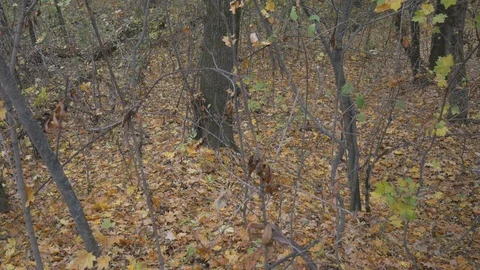 Sneaking up quietly in a forest full of fallen leaves on the ground . The Stock Footage 121688474