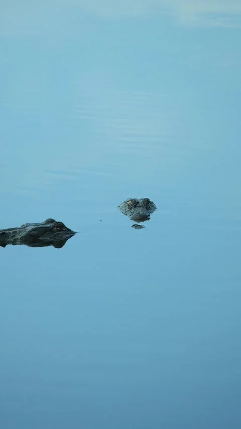 Sneaky Alligator Startles Resting Gator That Explodes Into a Full-Body Water Bre 動画素材 341435764