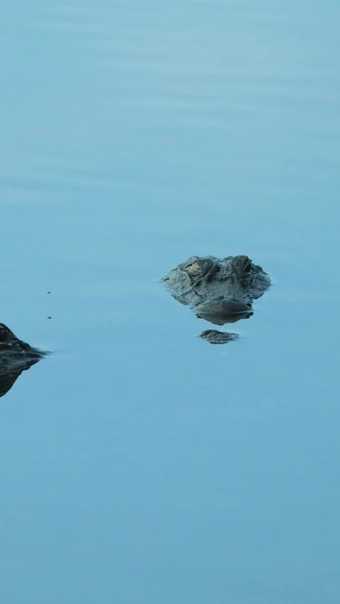 Sneaky Alligator Startles Resting Gator That Explodes Into a Full-Body Water Bre 動画素材 341435767