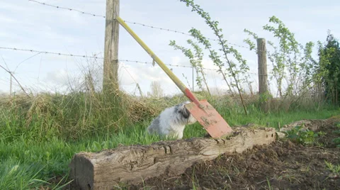 Sneaky attack by a cat (dolly) Video stock 38754808