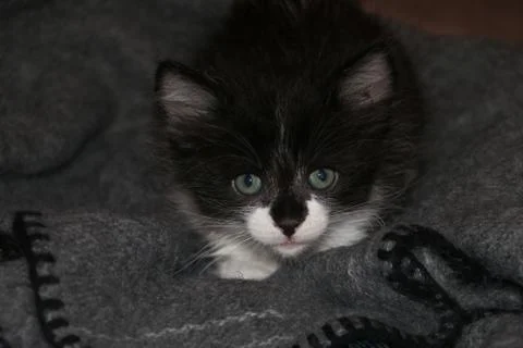 Sneaky Cat Foto stock