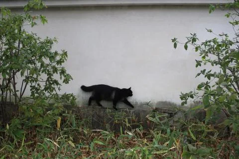 Sneaky Cat Tip-Toes through the Bushes Stock Photos