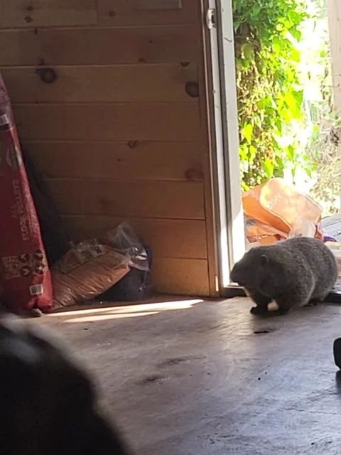 Sneaky Groundhog Busted for Stealing Birdseed, Irondale, Ohio, USA - 26 Aug 2023 Stock Footage 343796069