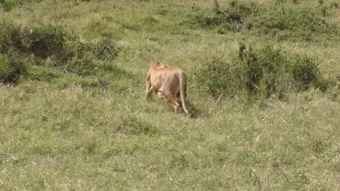 A SNEAKY LION TARGETING TO ATTACK Video stock 132809026