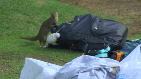Sneaky Mongoose Steals Food From Backpack In Hanauma Bay In Honolulu, Hawaii Stock Footage 154300635