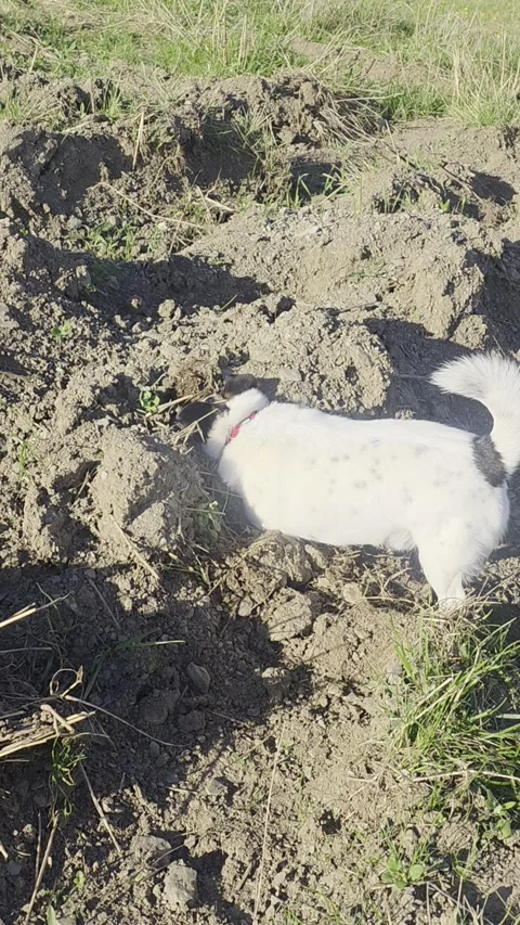 Sneaky Mouse Pulls Off Great Escape From Digging Dog, Ludwigsstadt, Bavaria, Ger Stock Footage 346729611