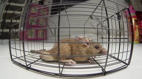 Sneaky rat is trapped inside the wire, no longer free to roam or tire Stock Footage 335302352