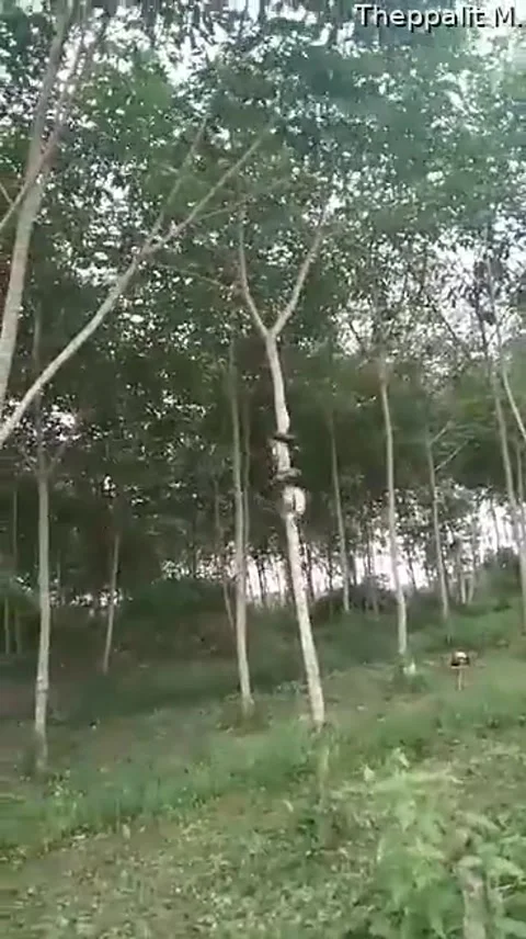 Sneaky Snake Ascends Tall Tree - 01 Jan 1970 Stock Footage 205324773
