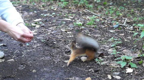 Sneaky squirrel eating a nut Stock-Footage 68351938