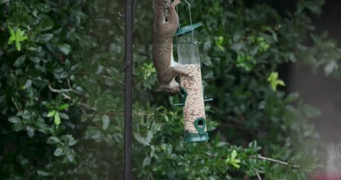 Sneaky Squirrel Stock Footage 159109225
