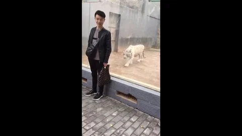 Sneaky white tiger tries to attack man at zoo Video stock 106298925