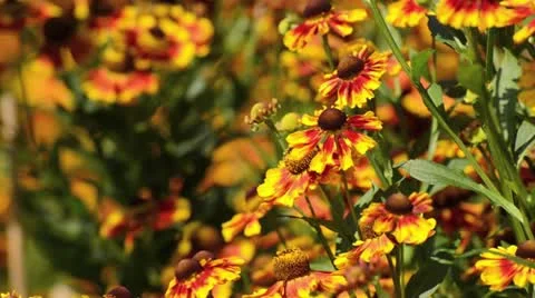 Sneezeweed (Helenium Biedermeier) Stock Footage 15196592
