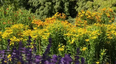 Sneezeweed (Helenium) Stock Footage 15196646