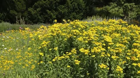 Sneezeweed (Helenium) Stock Footage 17201323