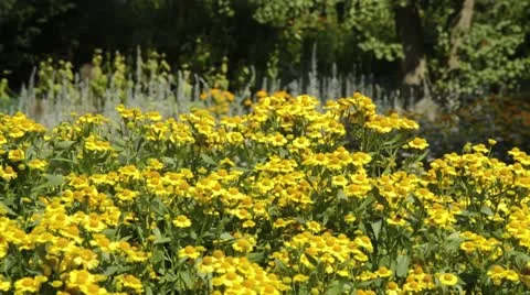 Sneezeweed (Helenium) Stock Footage 17201498