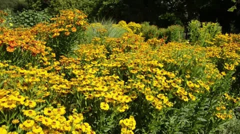 Sneezeweed (Helenium Goldrausch) Stock Footage 15196314
