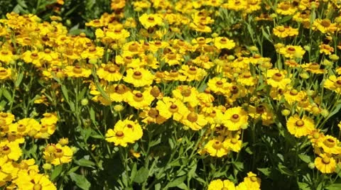 Sneezeweed (Helenium Goldrausch) Stock Footage 15196365