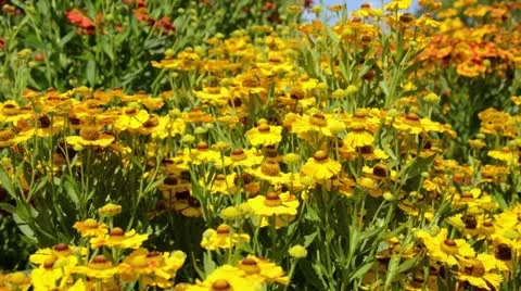 Sneezeweed (Helenium Goldrausch) Stock Footage 15196448