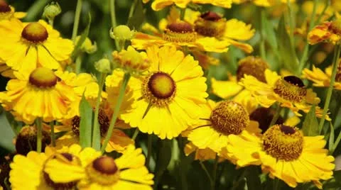 Sneezeweed (Helenium Goldrausch) Stock Footage 15196501