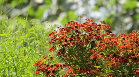 Sneezeweed (Helenium Koenigstiger) Stock Footage 15196228