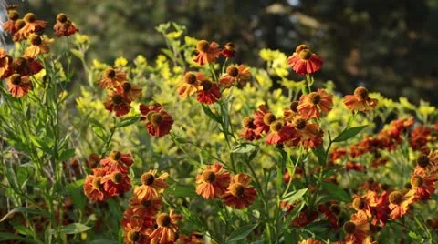 Sneezeweed (Helenium Septemberfuchs) Stock Footage 13357337