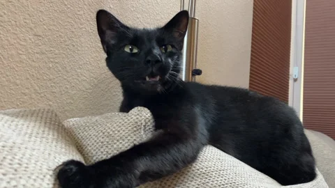 Sneezing cat Stock Footage 252404982