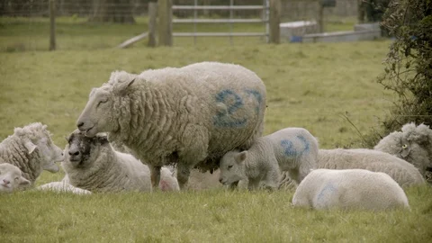 SNEEZING LAMB WITH MOTHER 4K Stock Footage 127766542