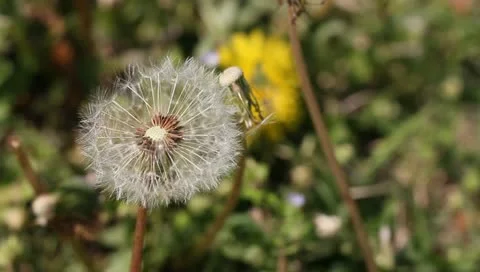 Sneezing spring Stock Footage 11123135