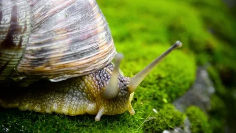 A Sneil with antennas Vídeos de archivo 78875833