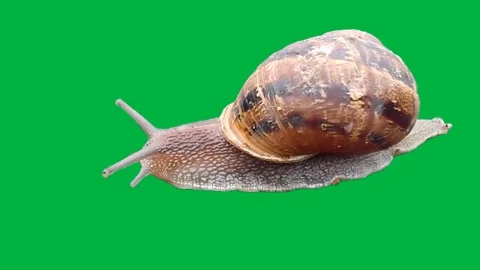 Snell Greenscreen 49 Stock Footage 198617490