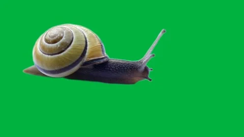 Snell Greenscreen 6 Stock-Footage 198364021