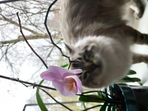 Snide cat Stockfoto's