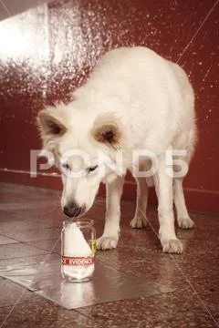 Sniff identification of victim odor traces by police dog on location Stock Photos
