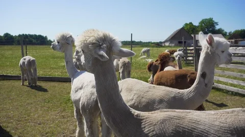 Sniffing alpacas. Close up. Video stock 91579531