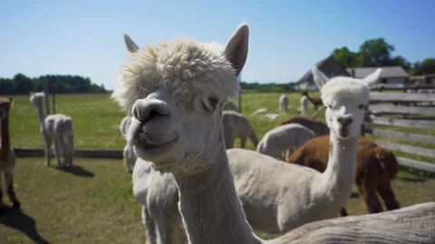 Sniffing alpacas. Close up. Video stock 91579554
