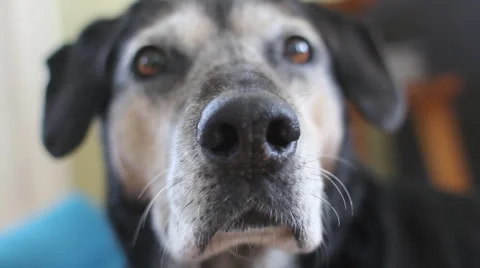 Sniffing dog. Stock Footage 1229853