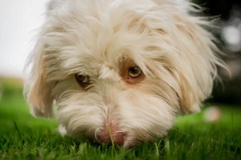 Sniffing dog Stock Photos