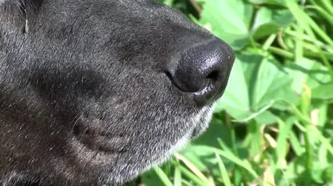 Sniffing nose Stock Footage 21891435