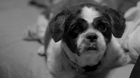 Sniffing Shih Tzu Stockbeeldmateriaal 22604654