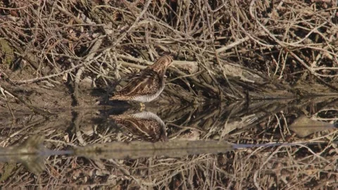 Snipe (beccaccino) cleans its feathers 4K- Italian nature Video stock 170548522