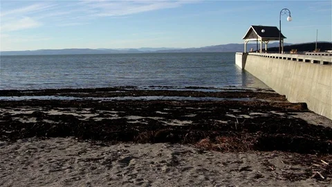 Snipe Birds Wide Angle Stock Footage 98326786