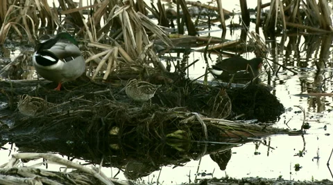 Snipe at dawn amonst ducks. 스톡 동영상 59986284