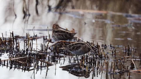 Snipe feeding and preening in the shallows of a marsh pond. 库存影片 143917633