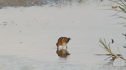 A Snipe feeding at the edge of a pond Video stock 41887013